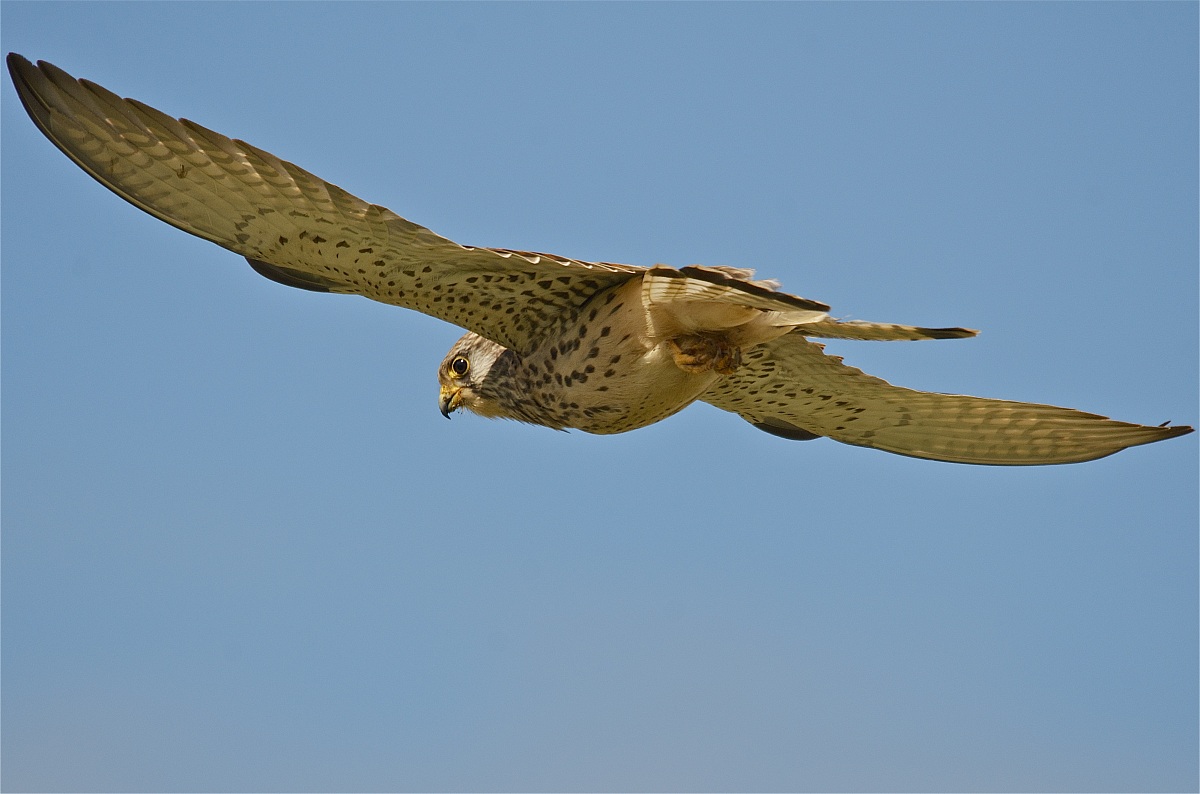 Lesser kestrel in flight