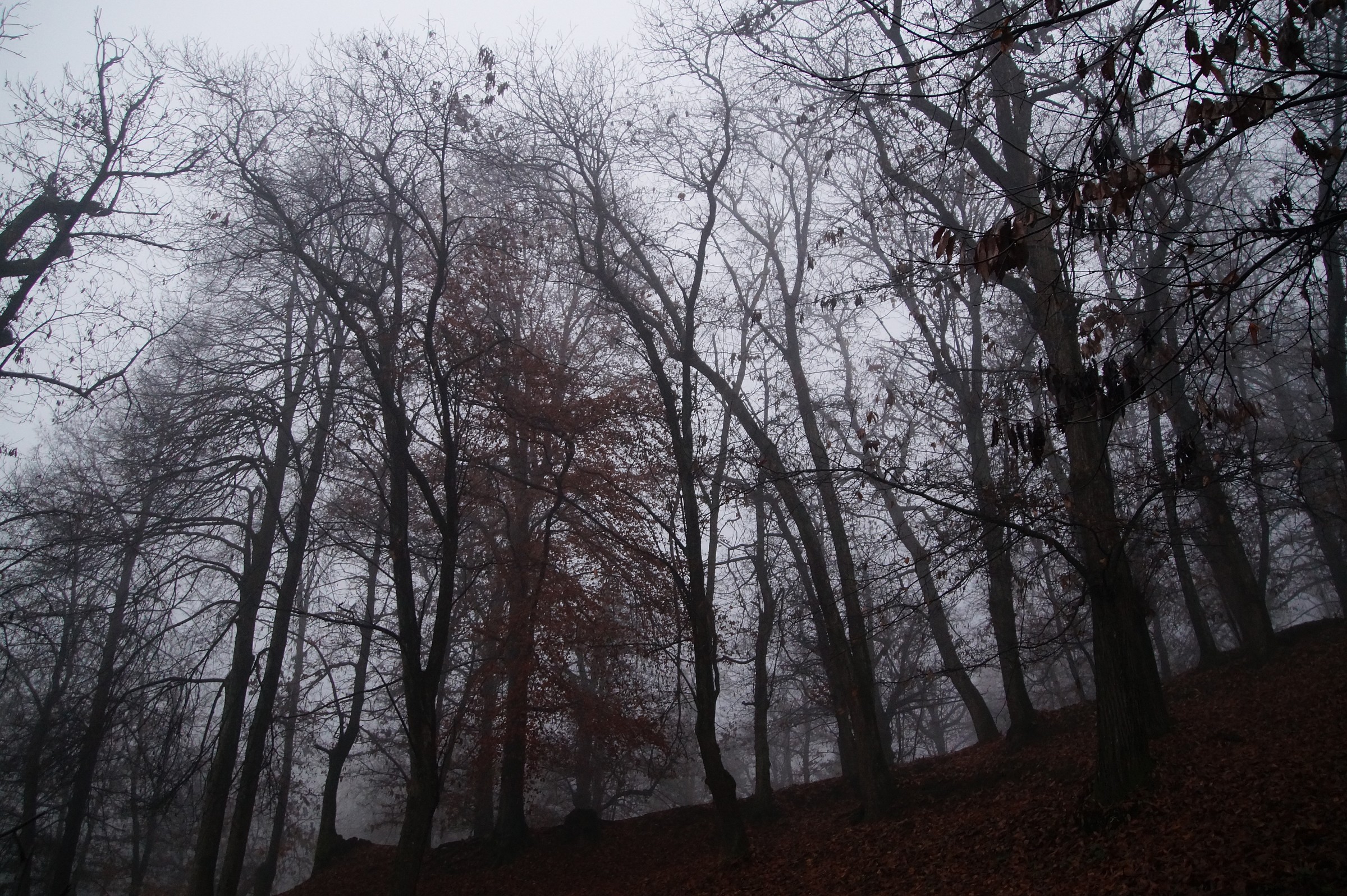 Faggeta nella nebbia