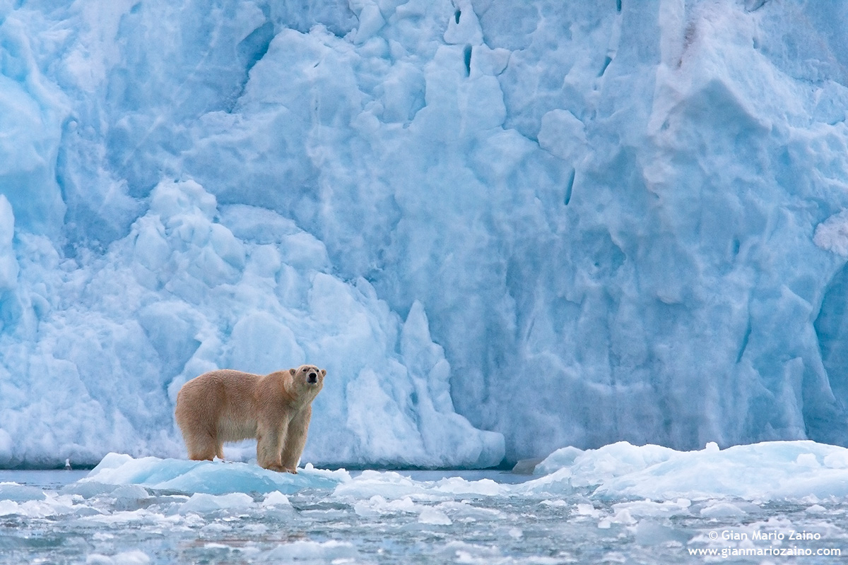 Ursus maritimus / Polar Bear / Polar bear