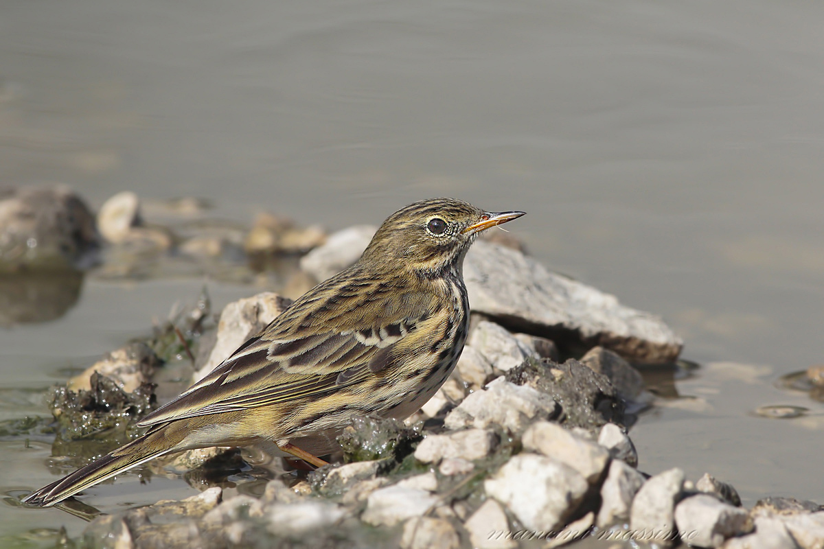 Pipit (Anthus pratensis)
