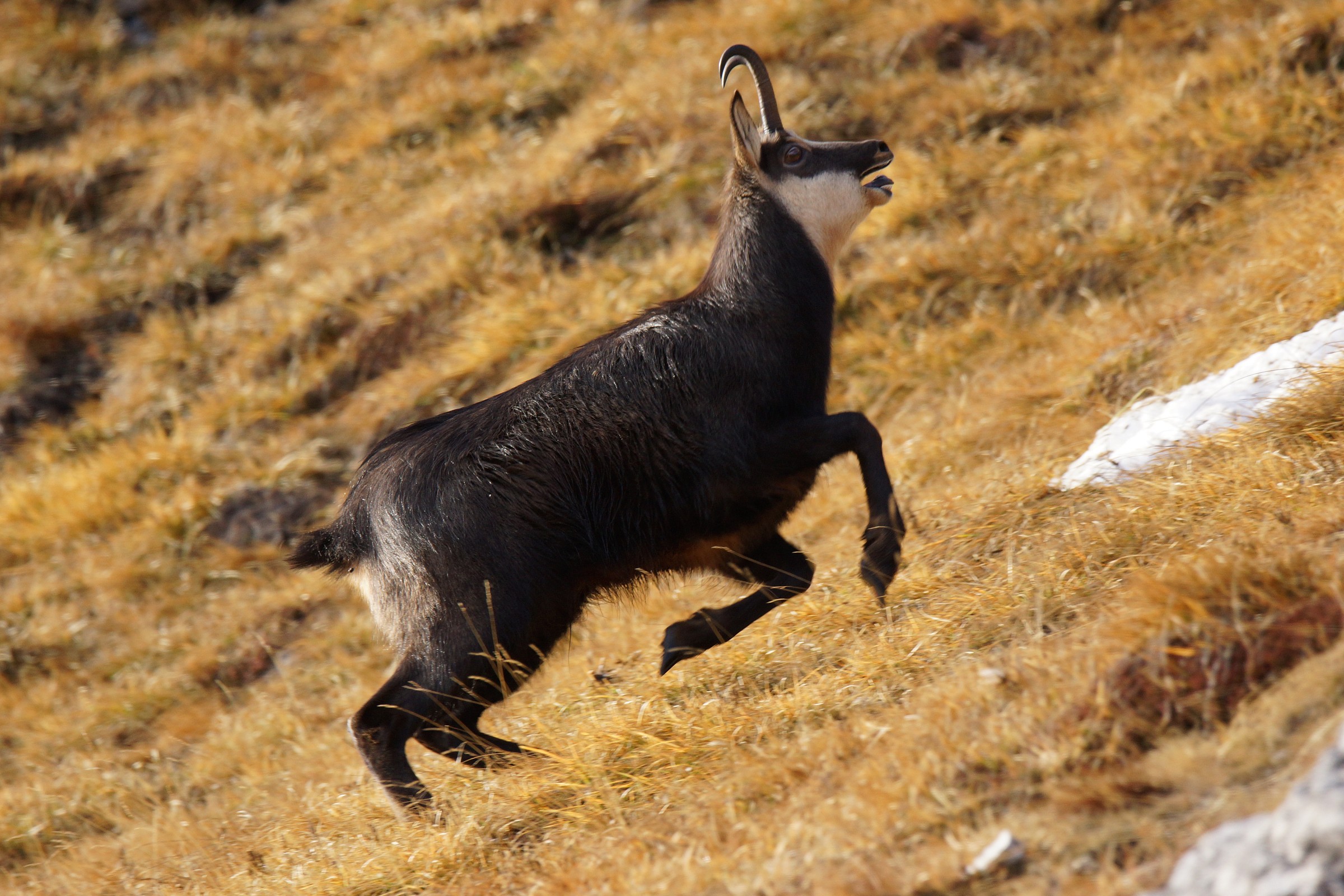 La gran fadia dl ciamurc