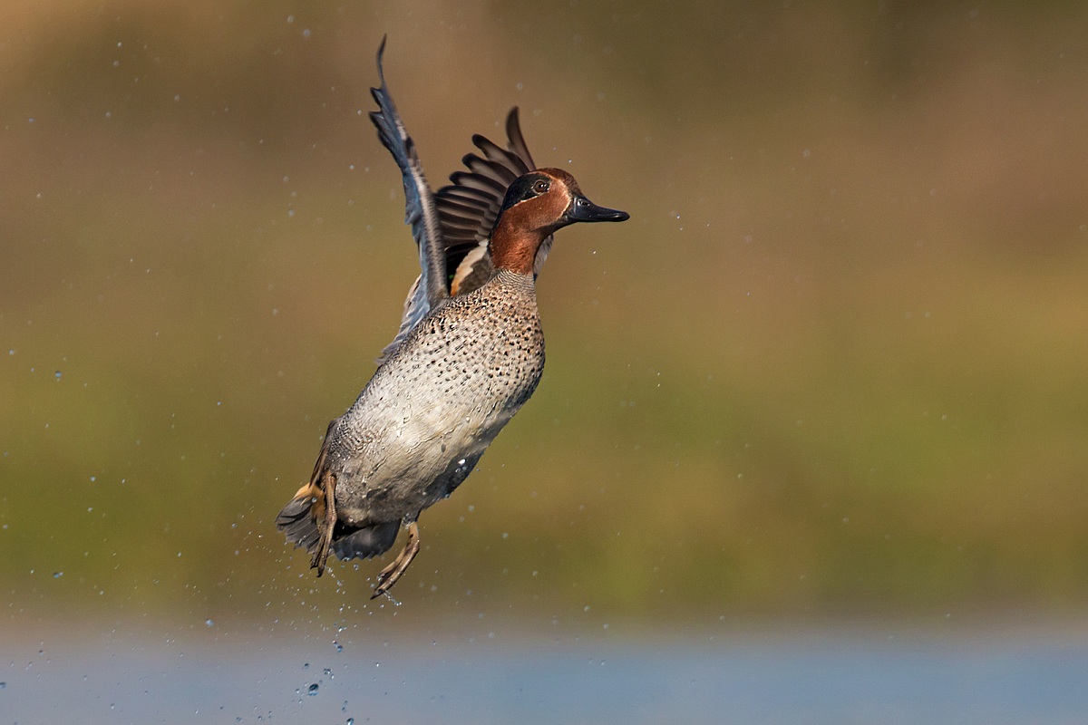 Teal - fledging