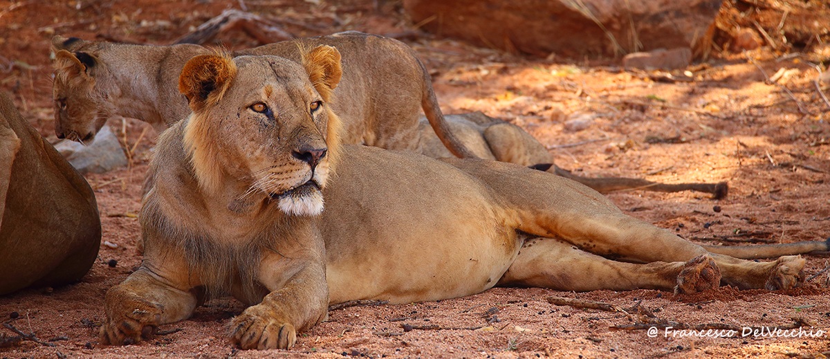 Maschio dominante Maneless