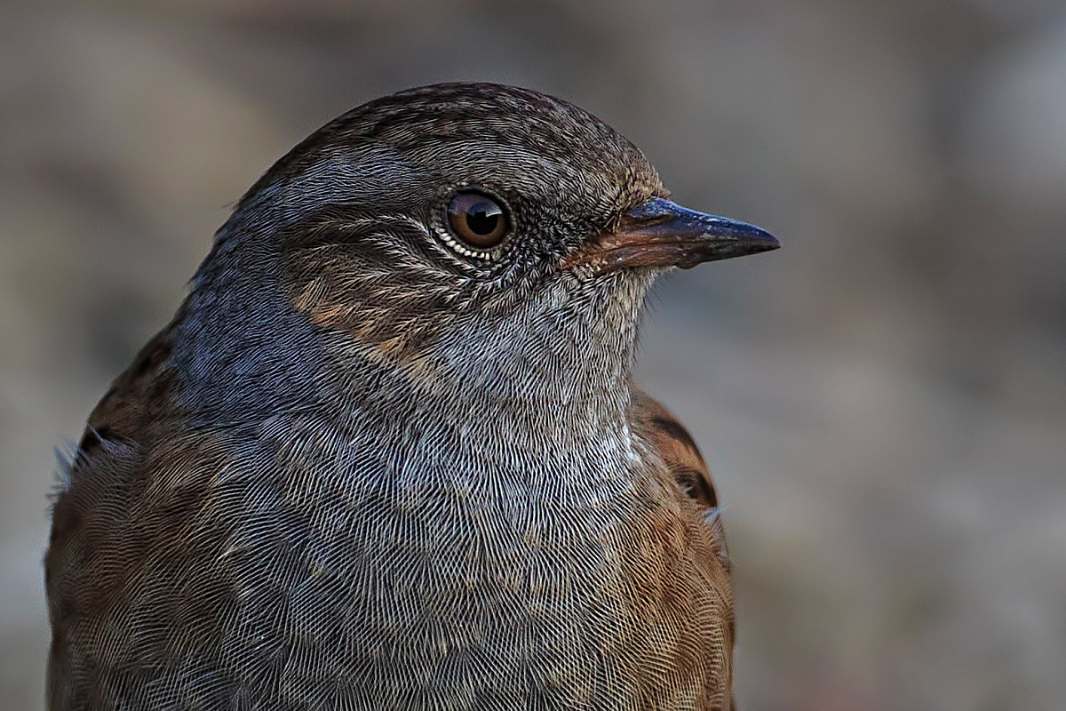 passera scopaiola in primo piano