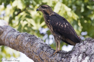 Buteogallus anthracinus