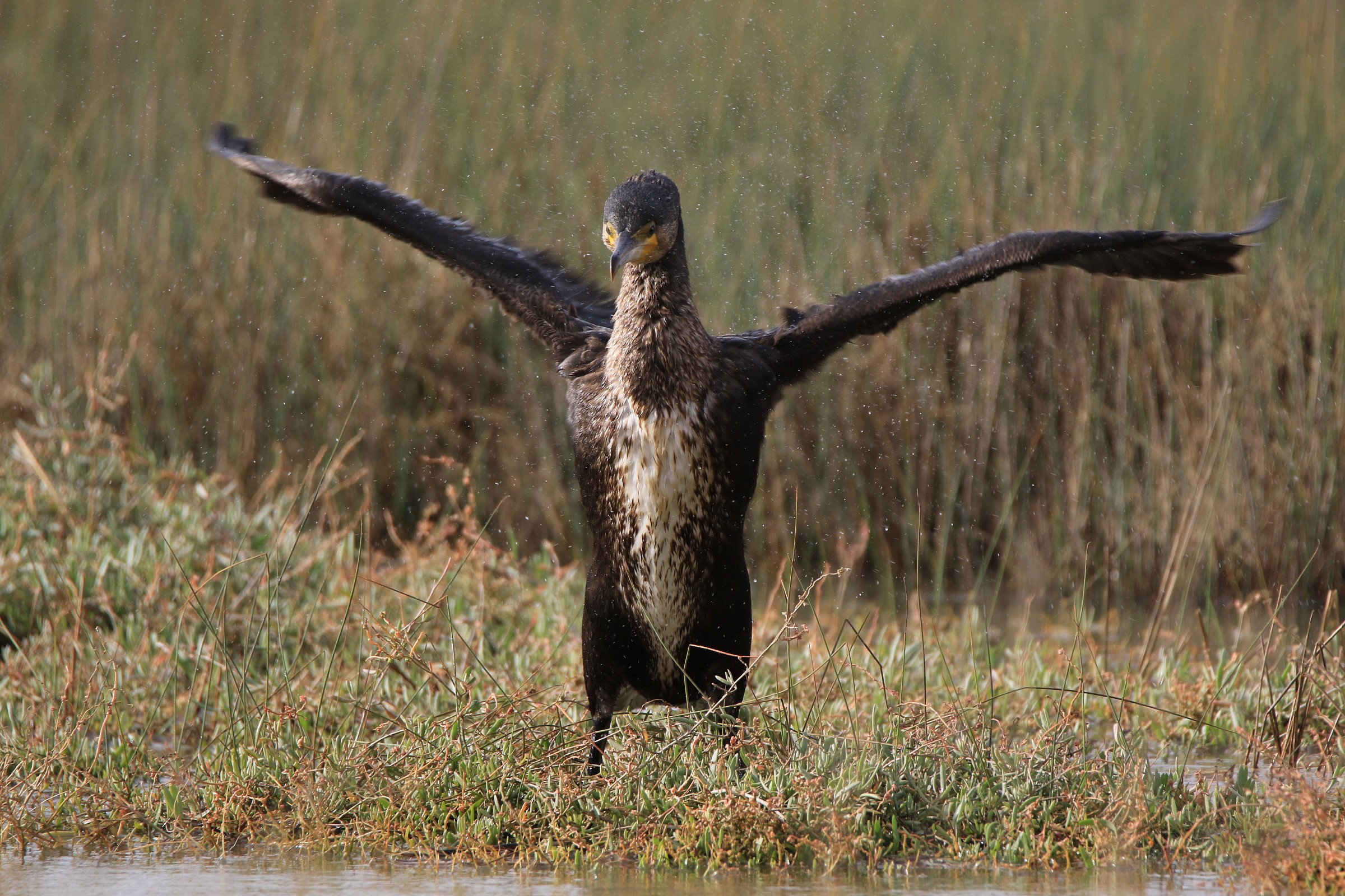 come un direttore oscrestale