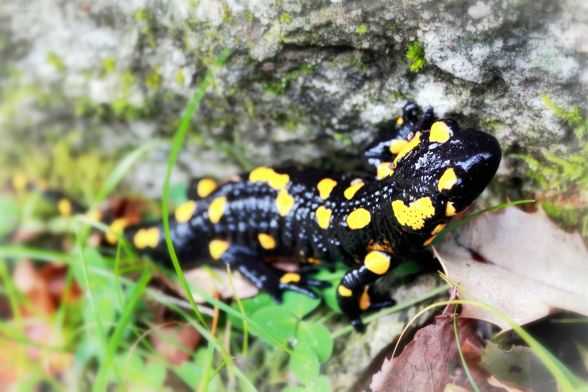 The salamander Montepiatto