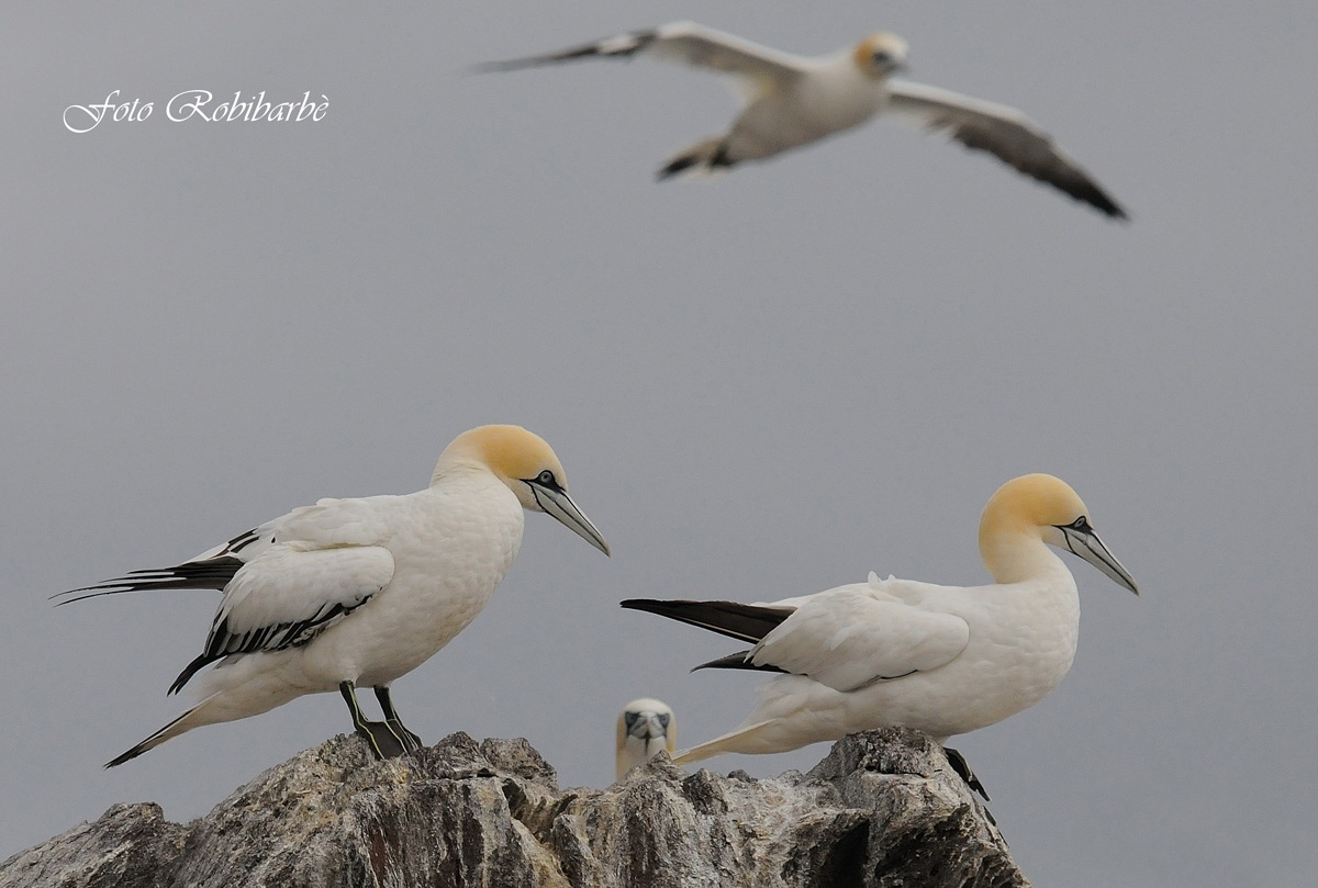 Nel regno delle Sule......