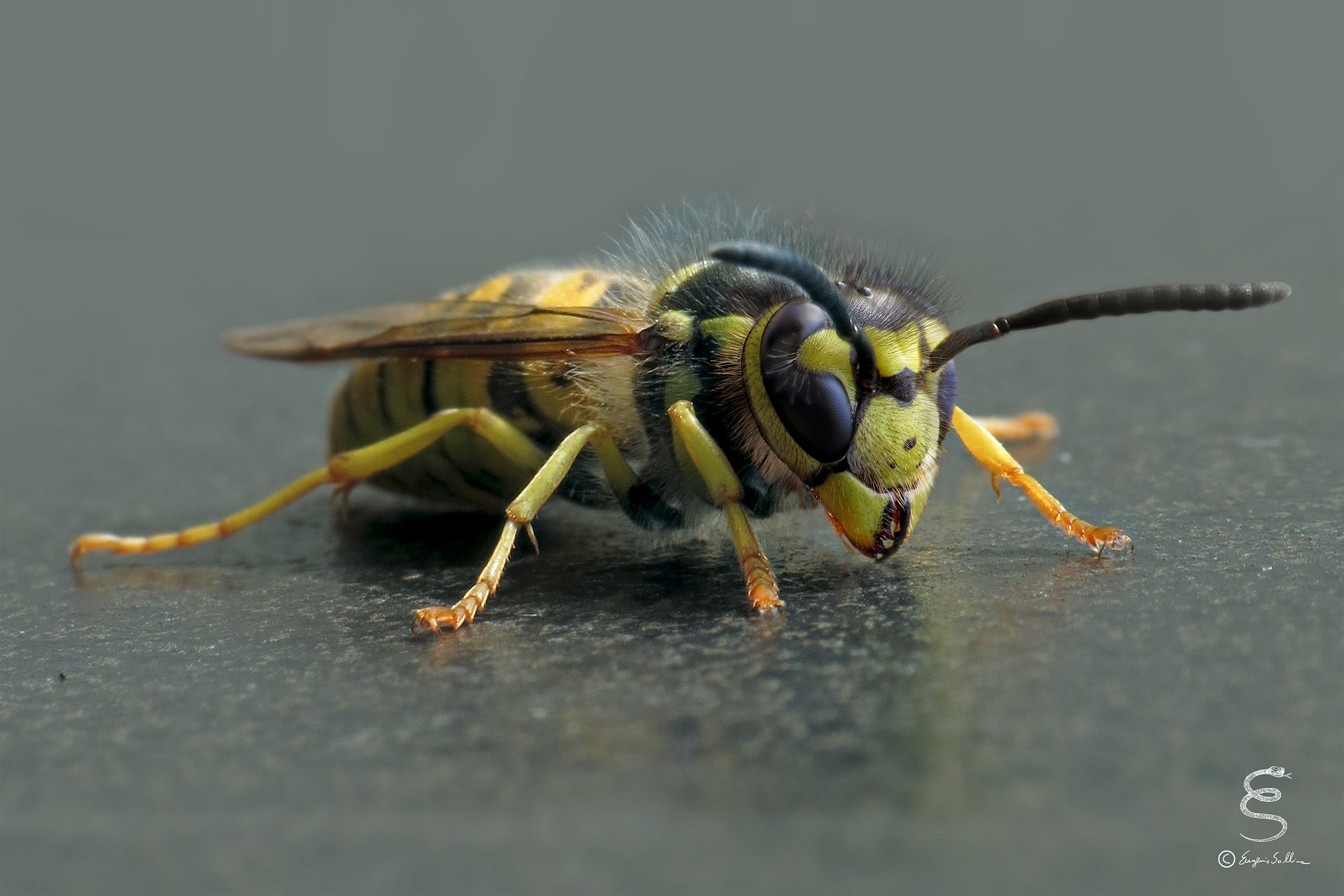 Vespula germanica