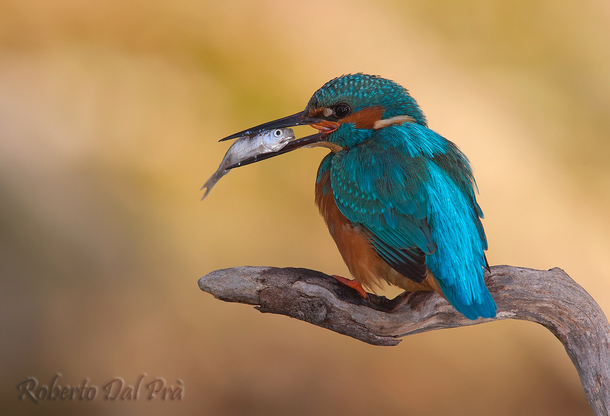 Kingfisher