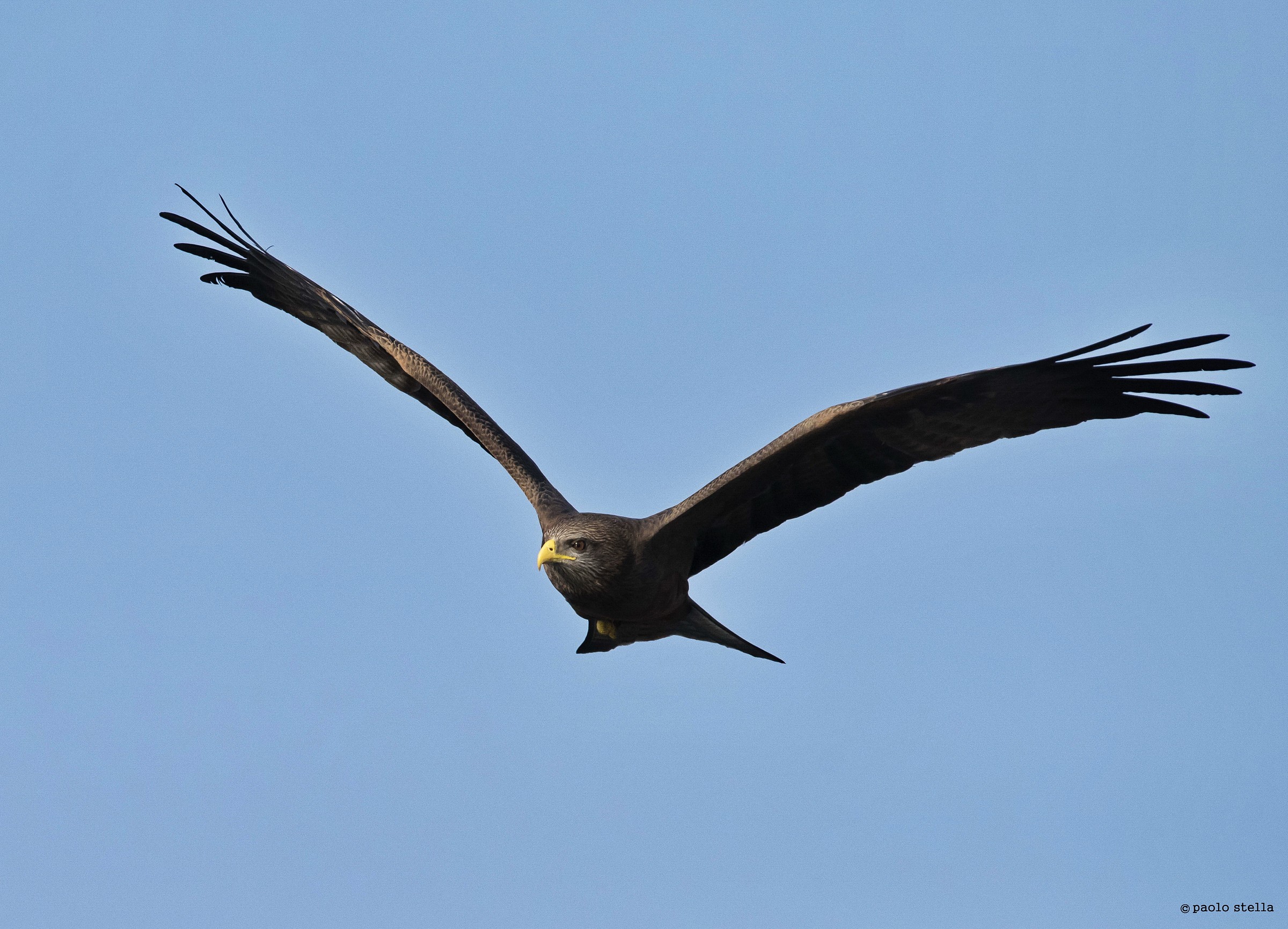 Yellow-billed kite (Milvus aegyptius)
