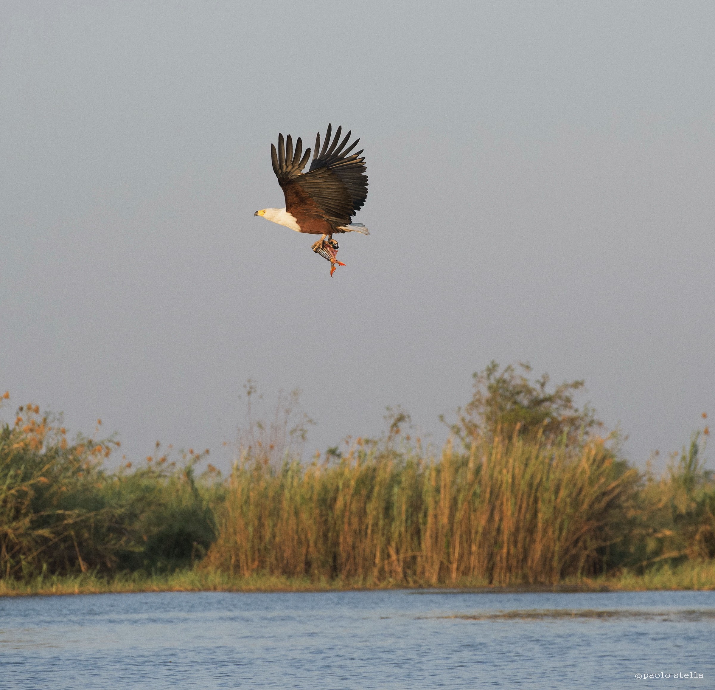 aquila pescatrice con preda