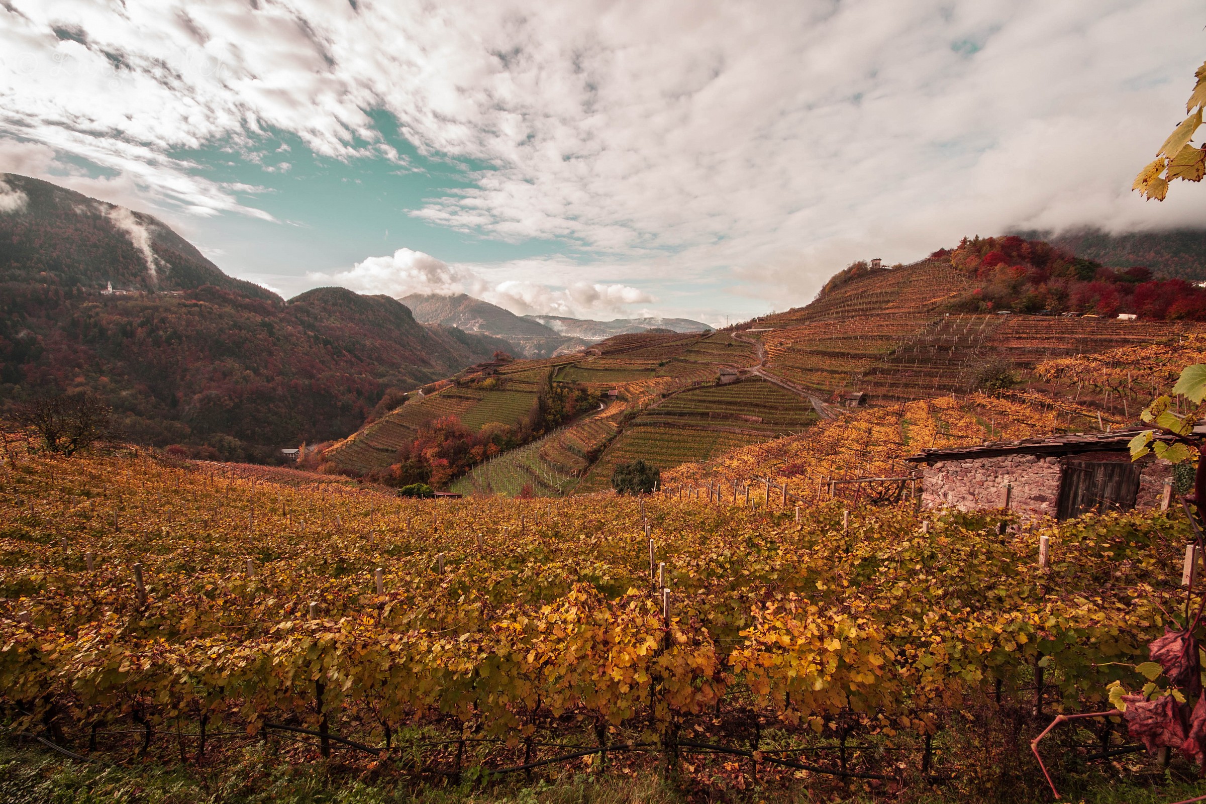 Mountain vineyards