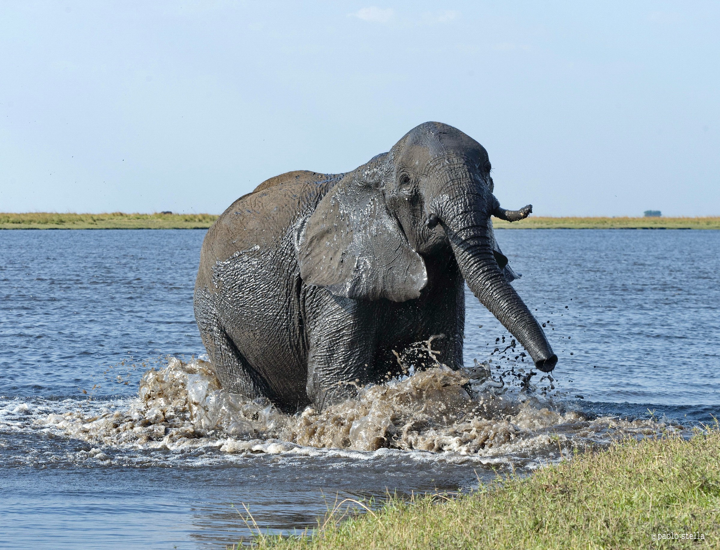 Elephant in the Chobe River - 1