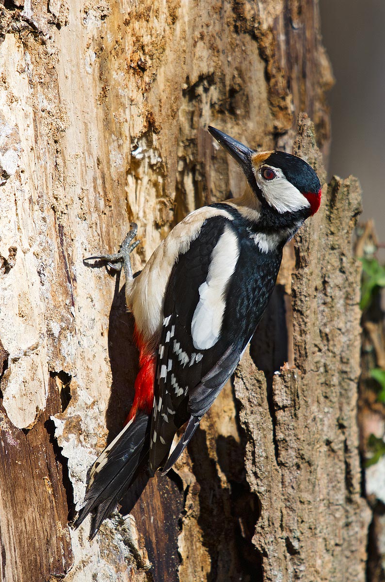Dendrocopos major (Linnaeus, 1758) - Picidae