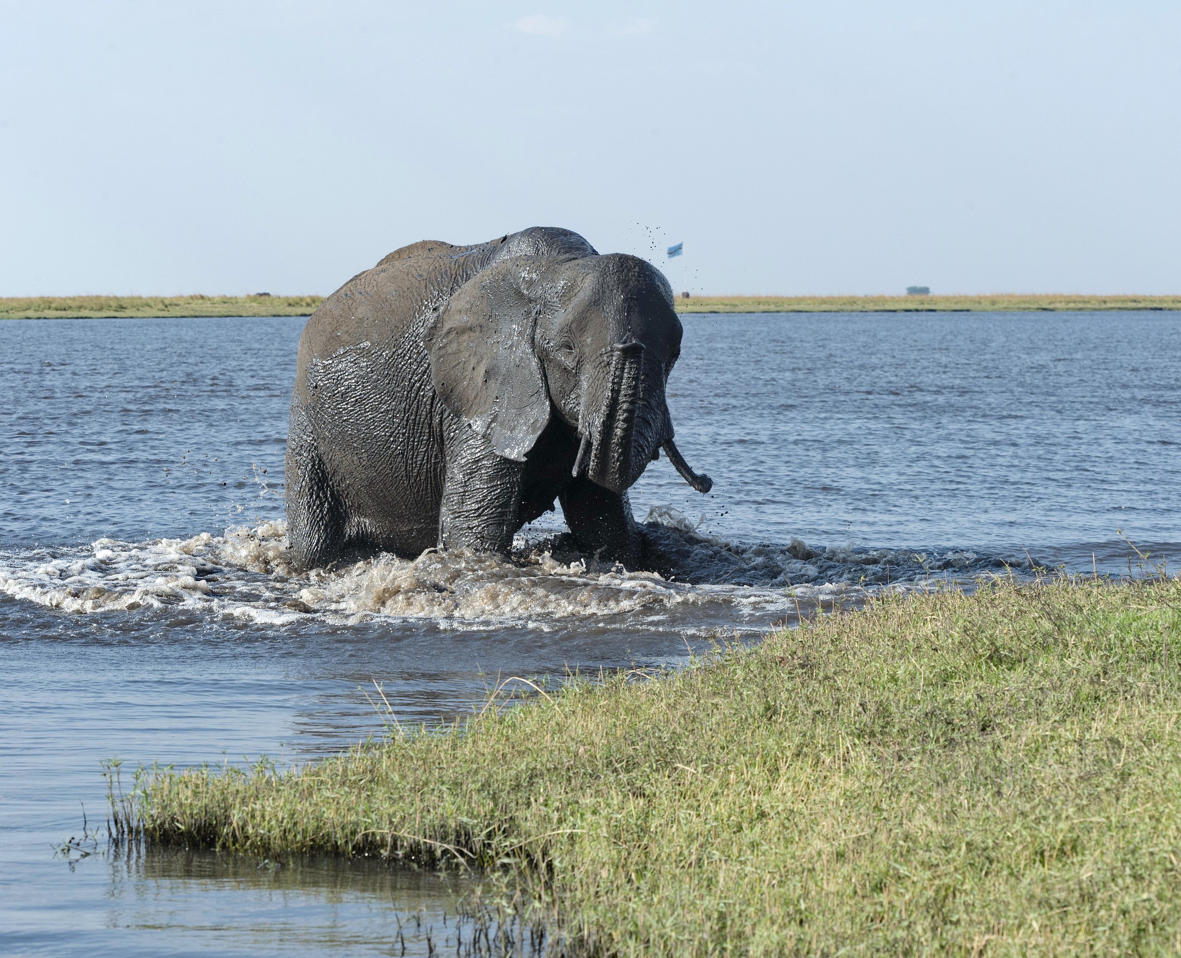 Elephant in the Chobe River - 2