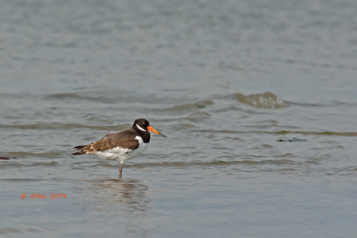 Beccaccia di mare (Haematopus ostralegus longipes)