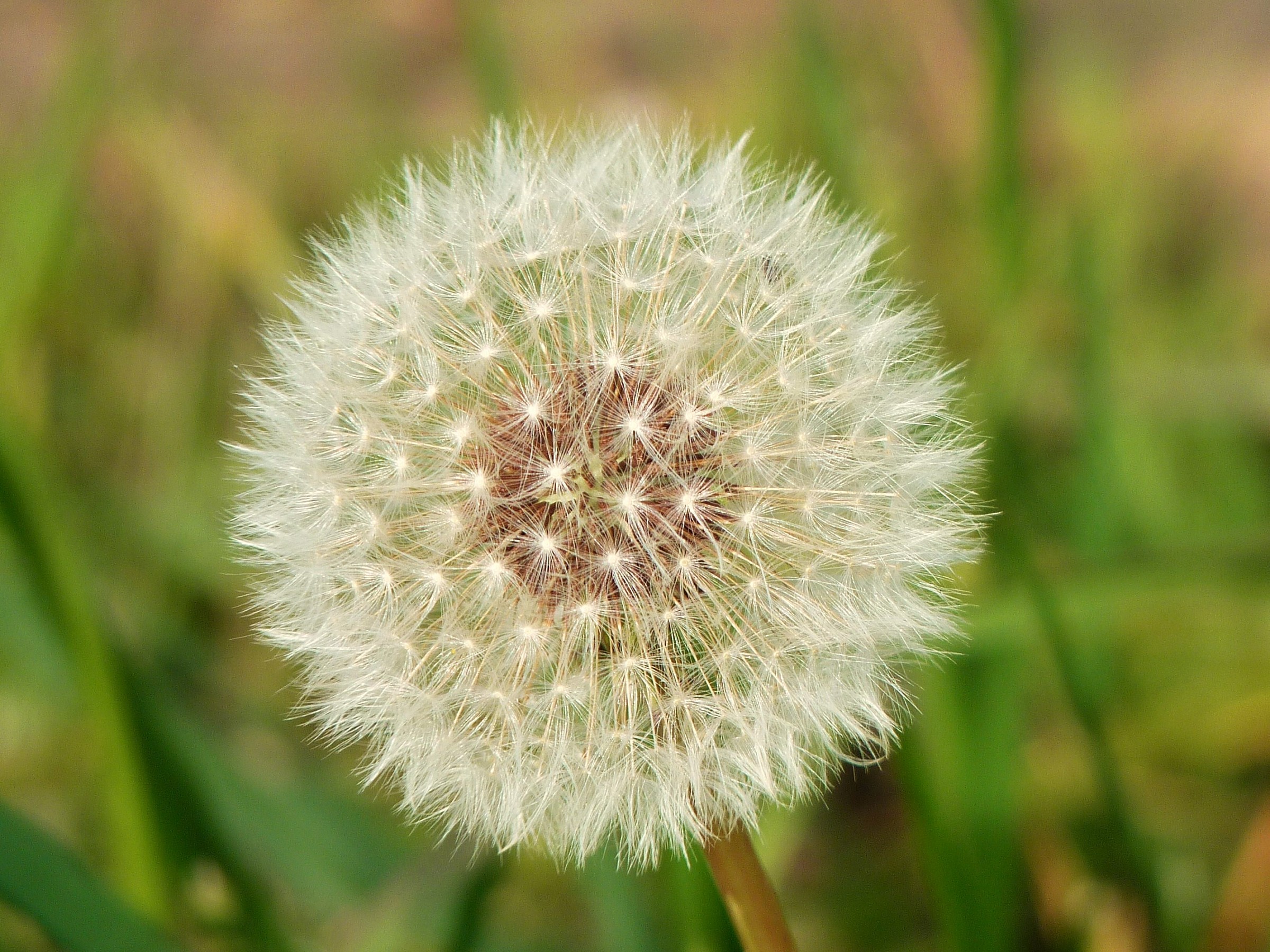 dandelion