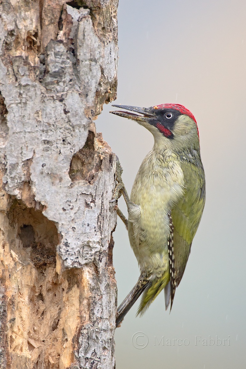 Green Woodpecker
