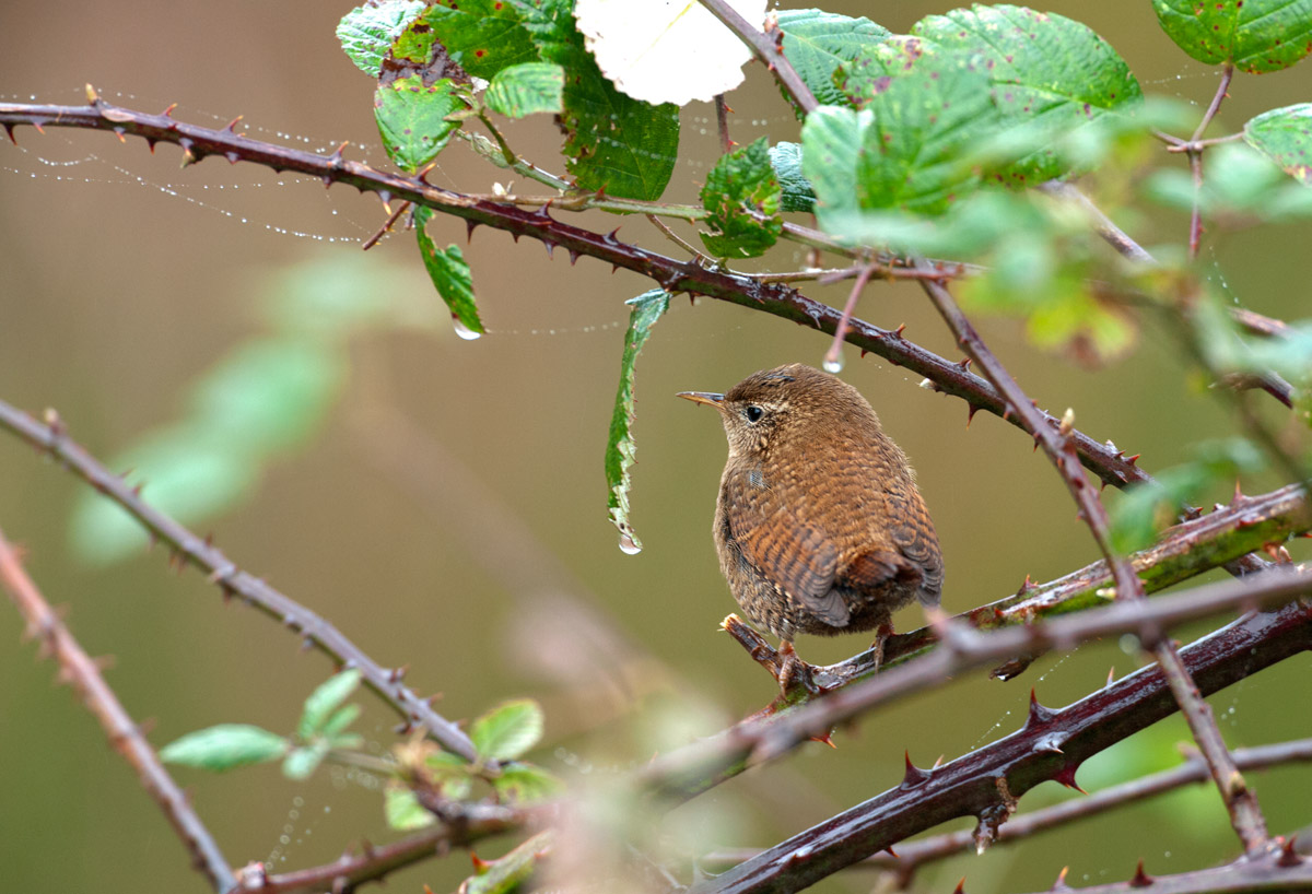 Troglodytes troglodytes (Wren)