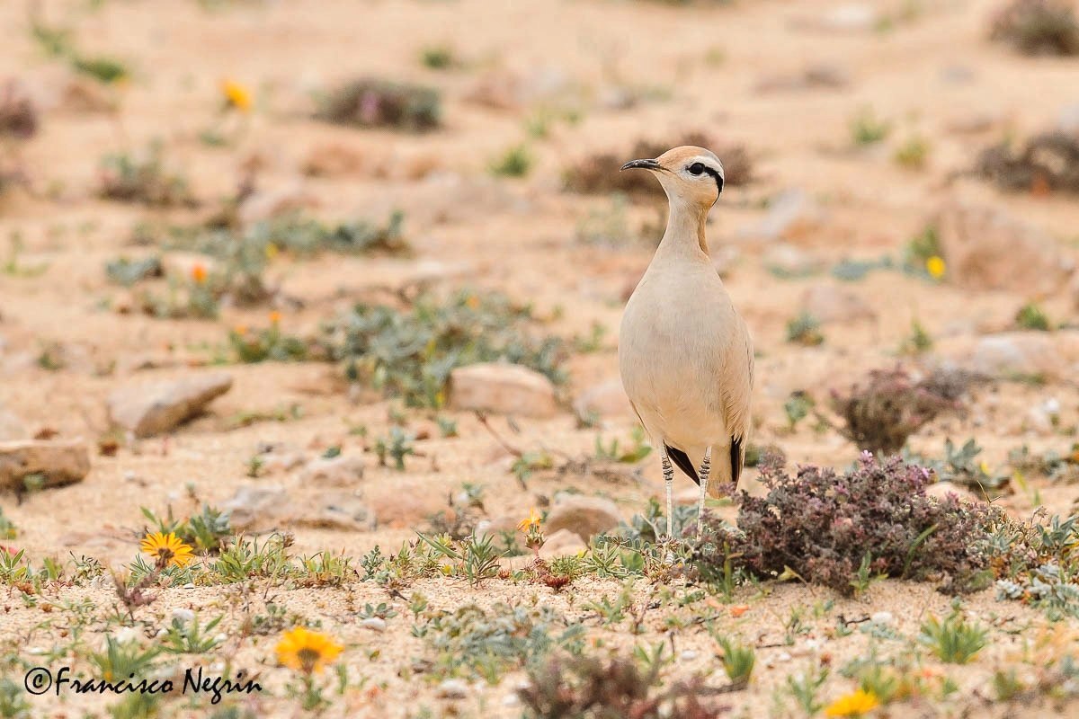 Cream coloured courser ( Cursorius cursor bannermani )