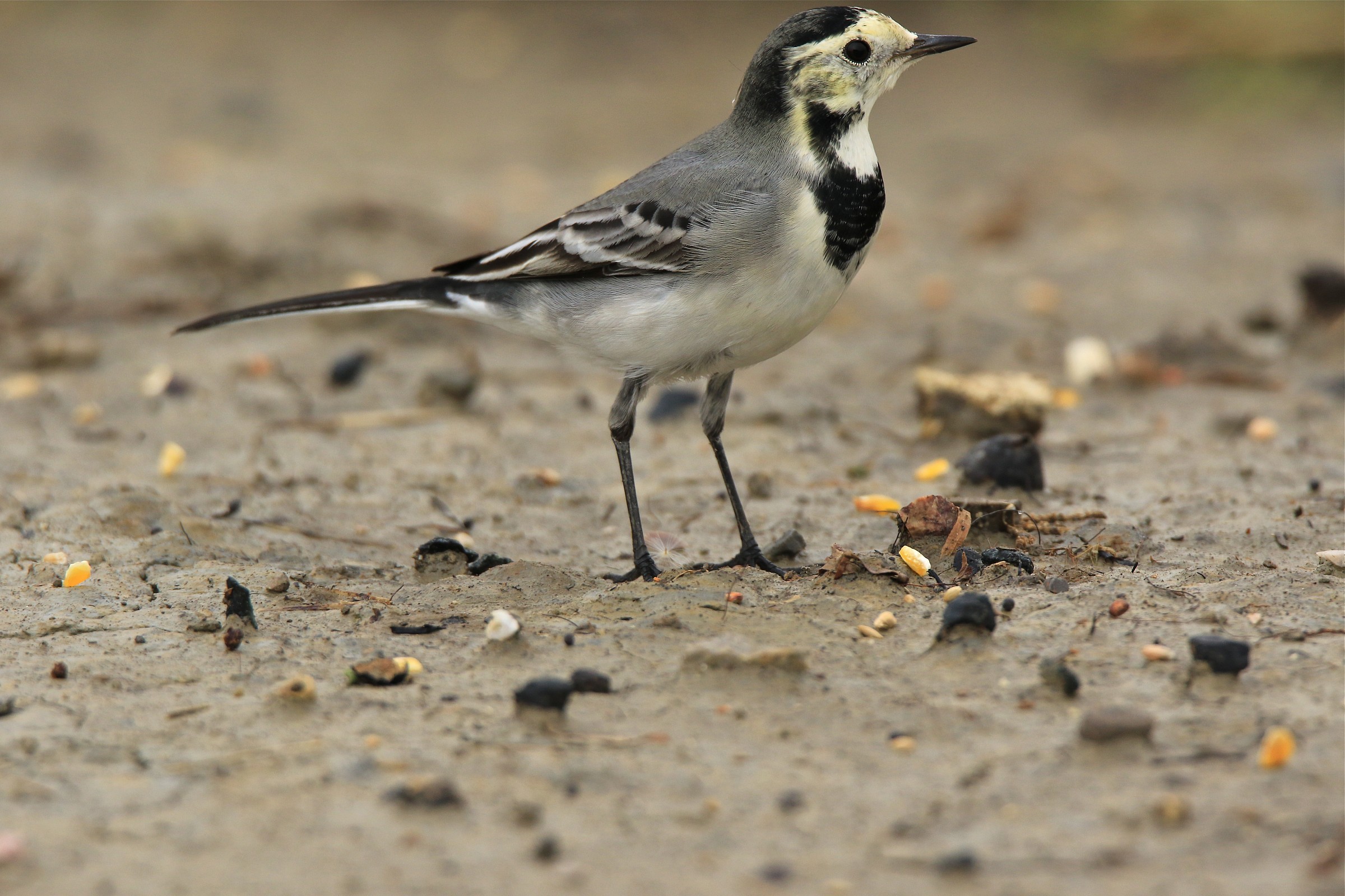 ballerina molto ballerina