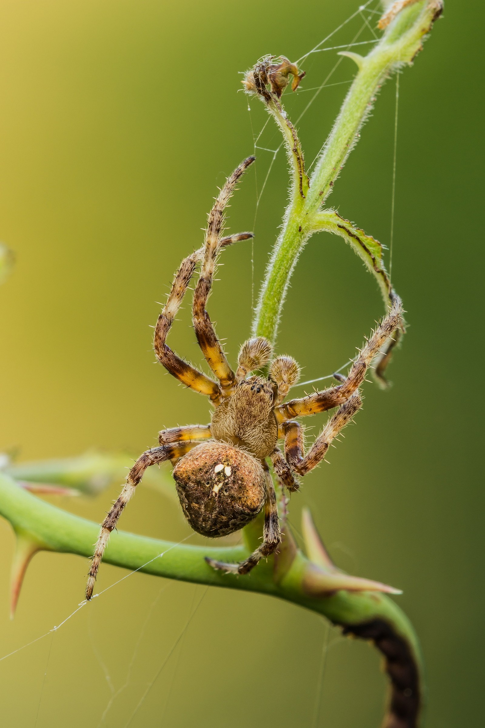 Araneus angulatus male