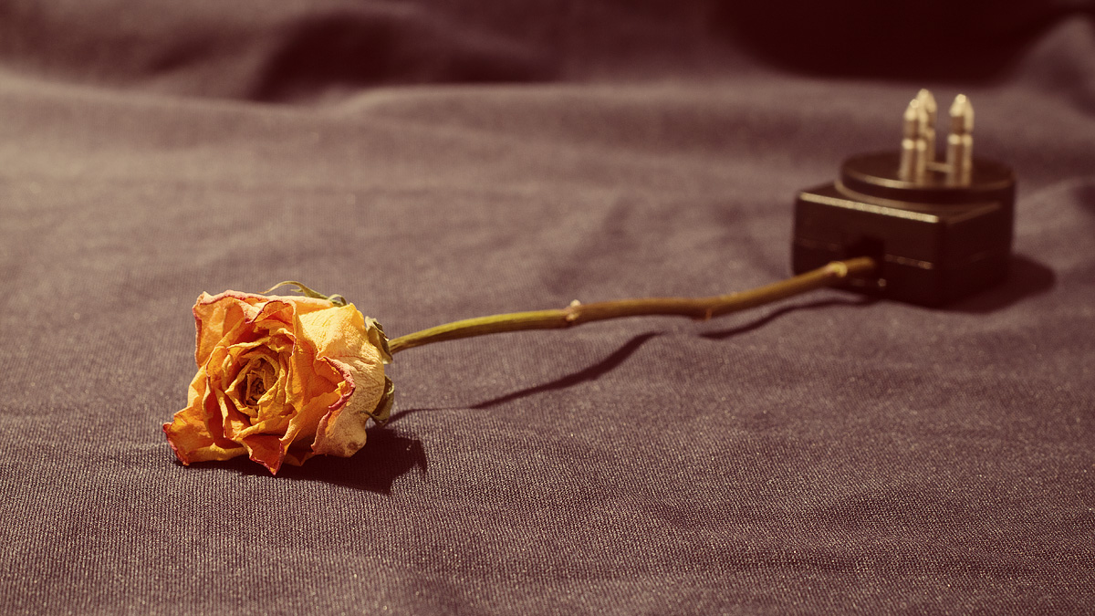 No rose without a thorn