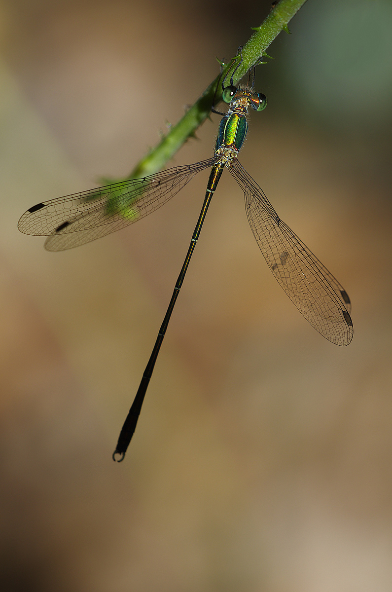 Lestes virens (Charpentier, 1825) - Lestidae