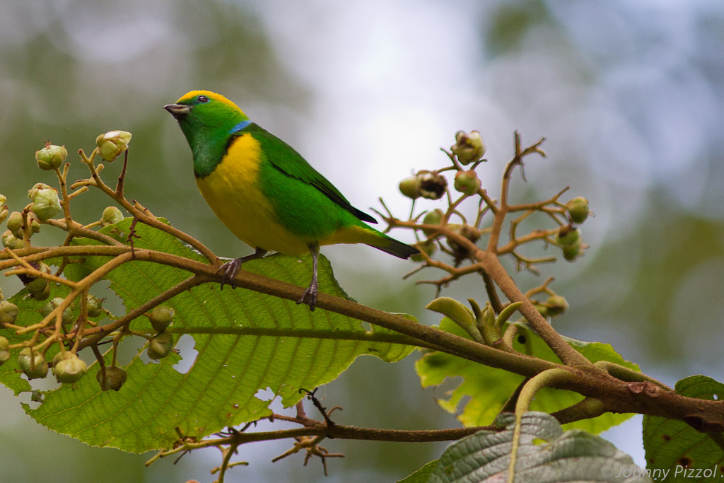 Golden-browed Chlorophonia