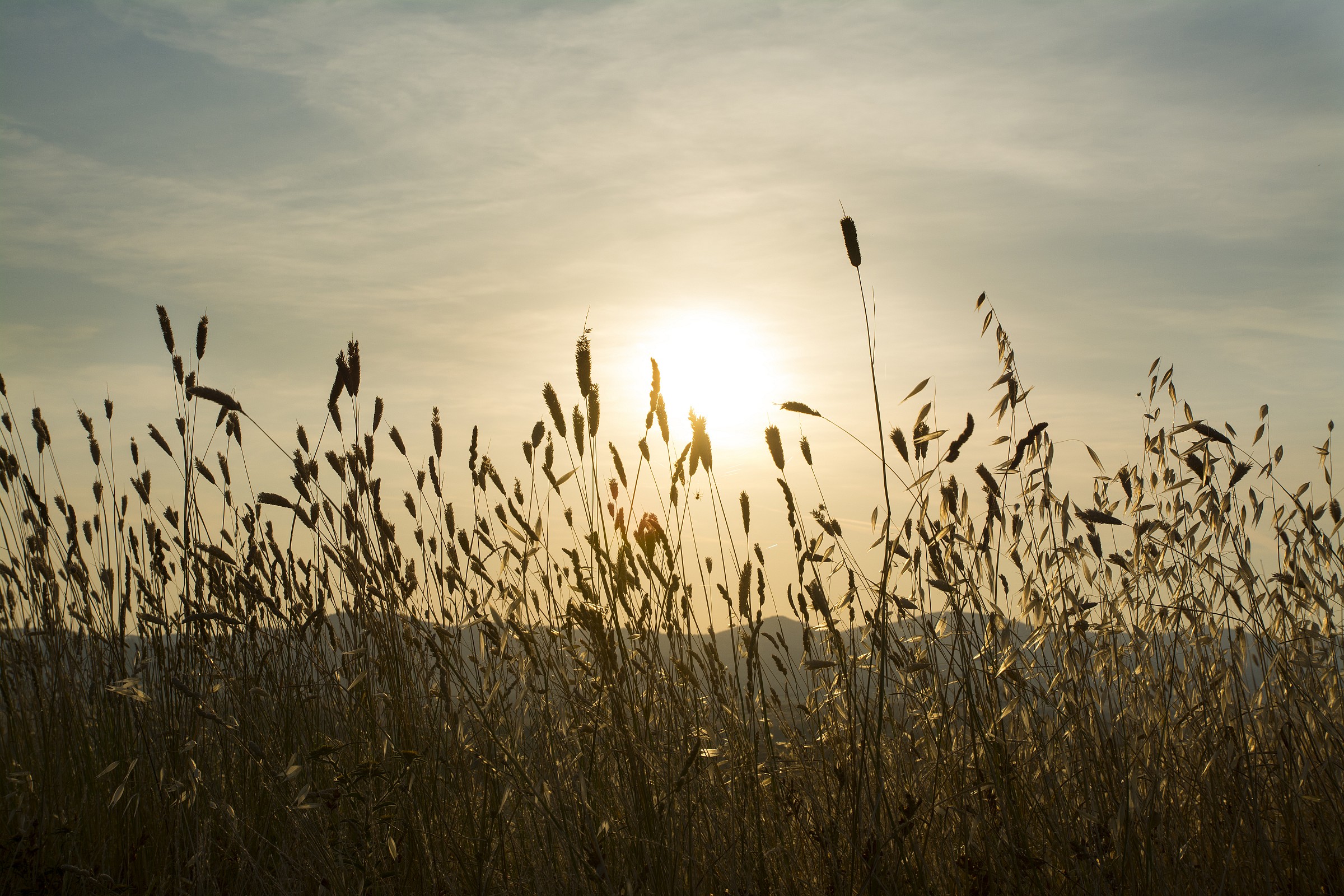 Orciano, spighe al tramonto...