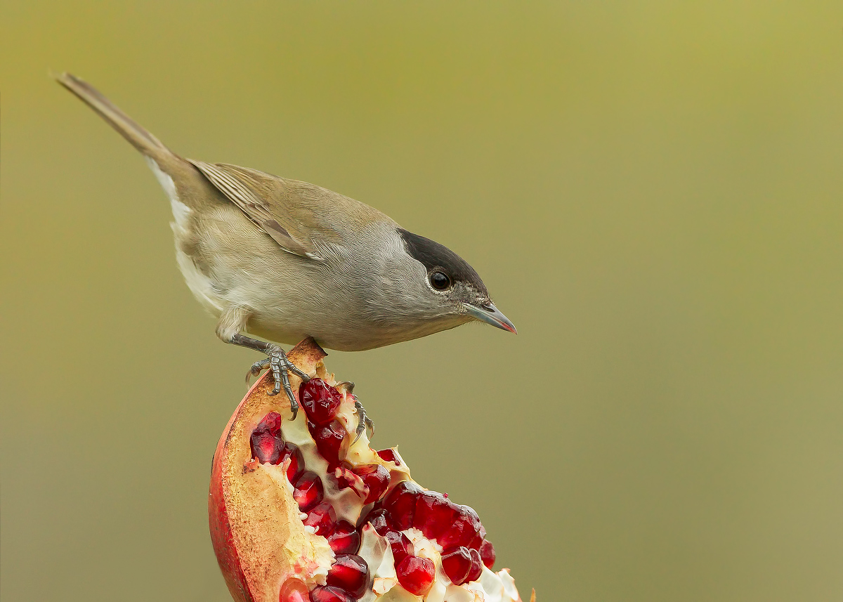 male blackcap
