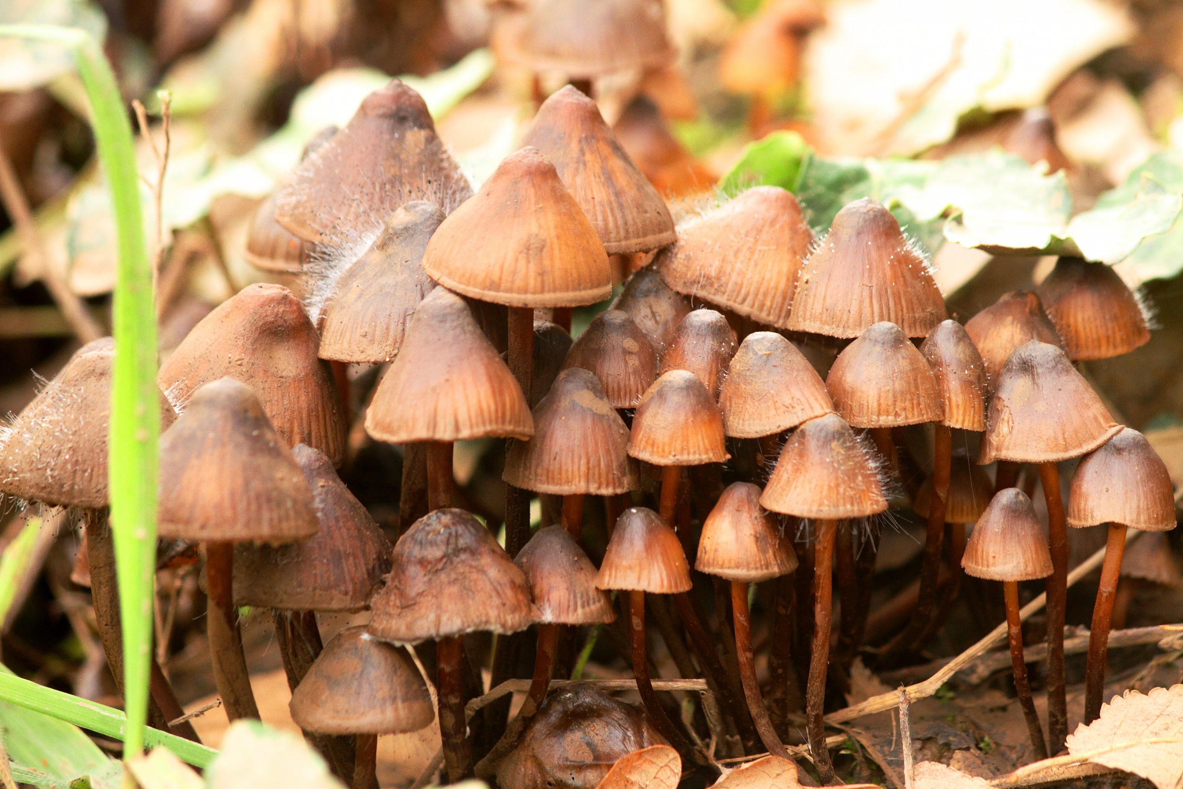 l' unione fa la forza