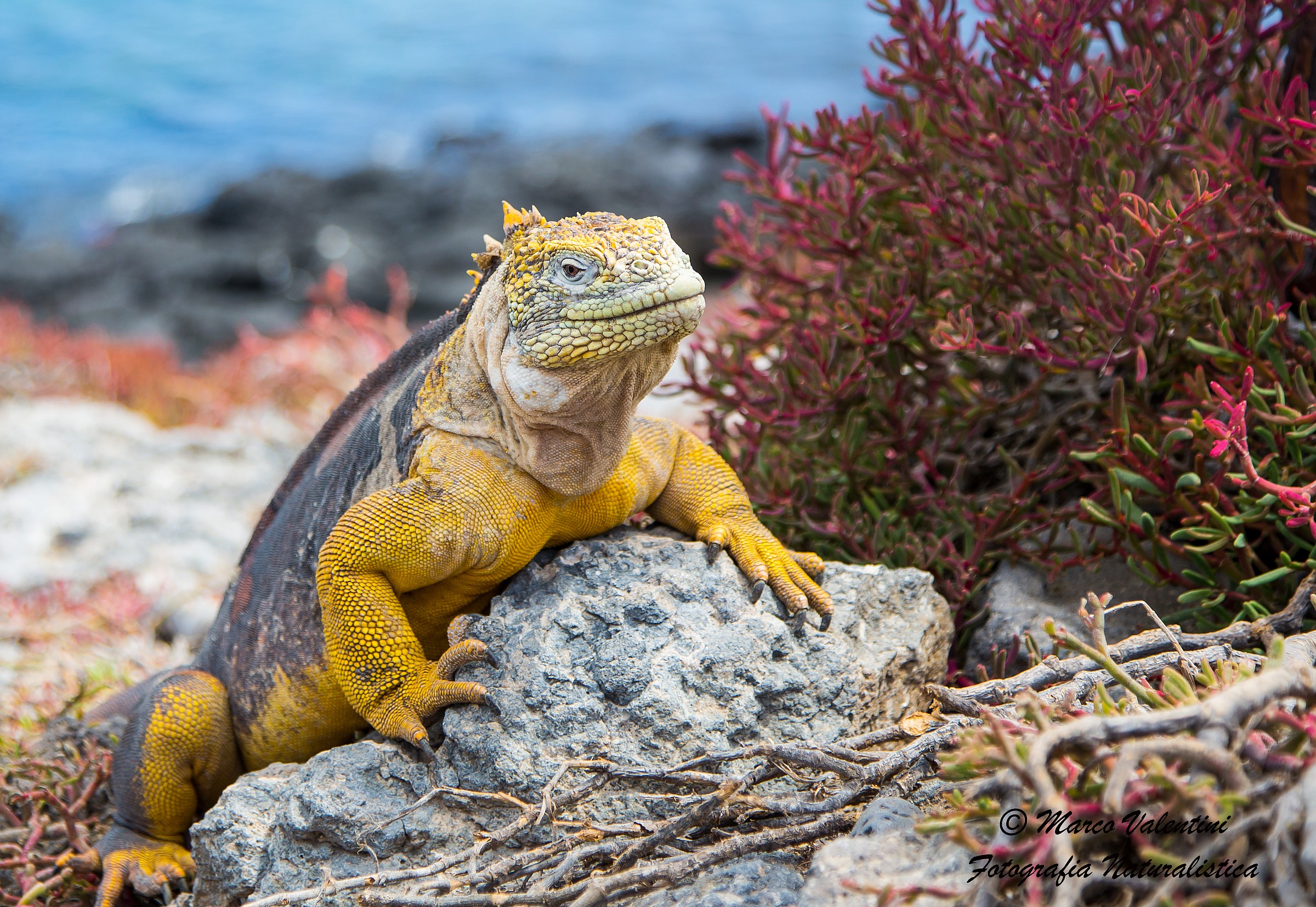 Land iguana