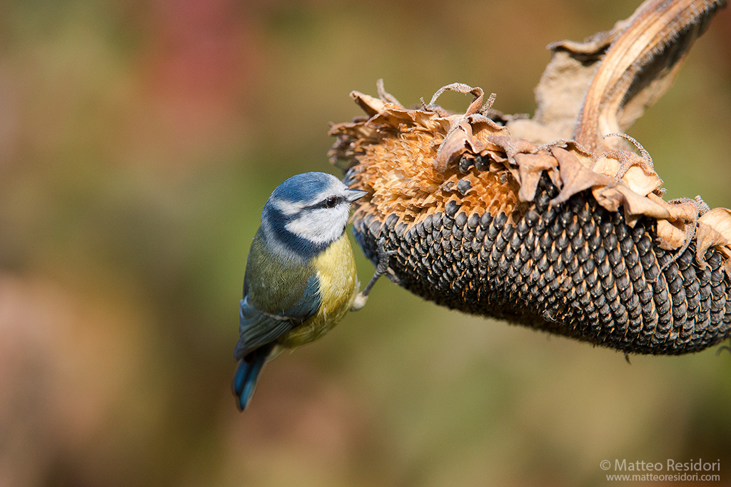 The blue tit and sunflower