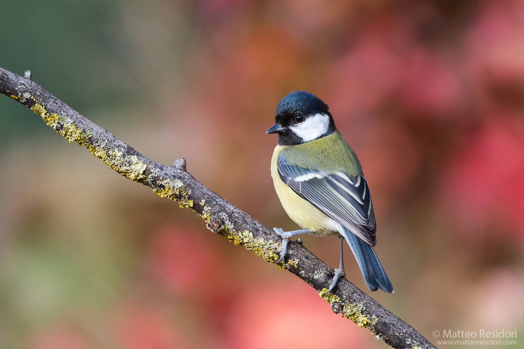 Great Tit