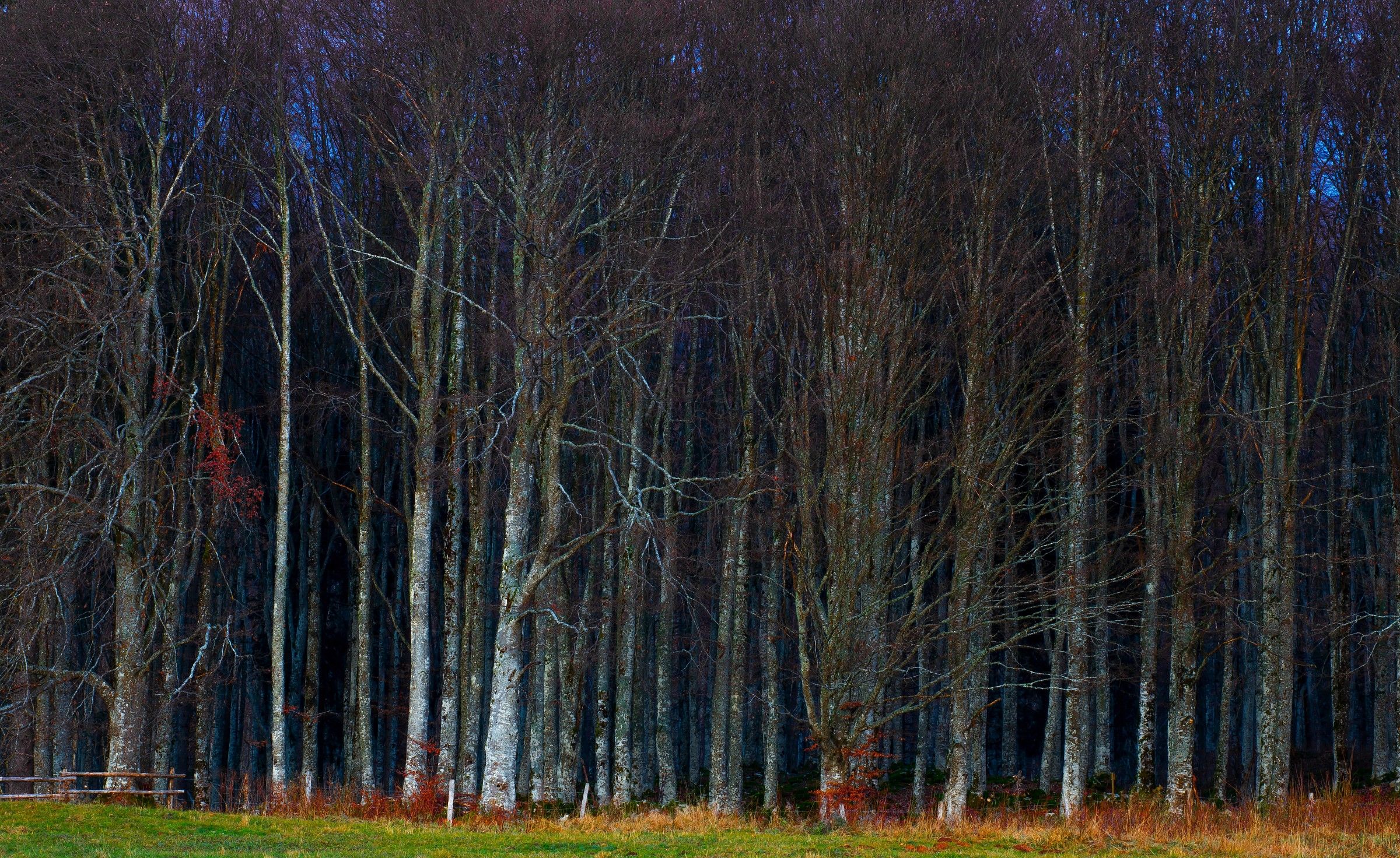 Magico Cansiglio - Entrate pure ma in silenzio.