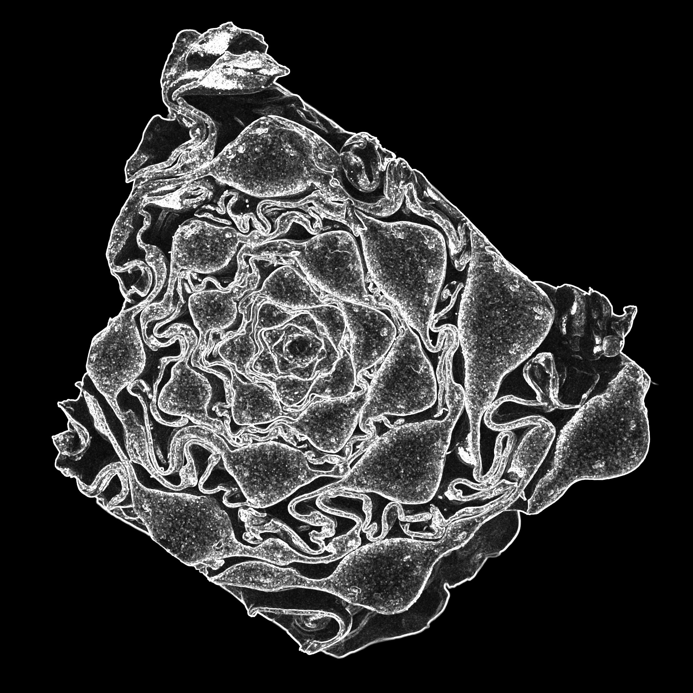 Radiografia del cavolo