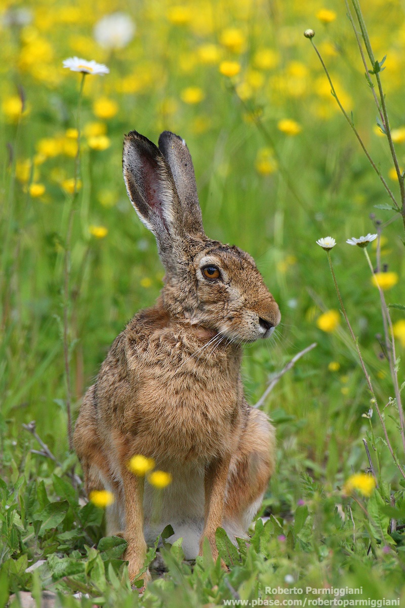 Il risveglio della primavera