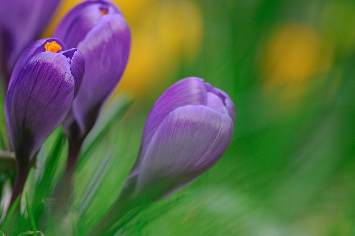 Crocus ...