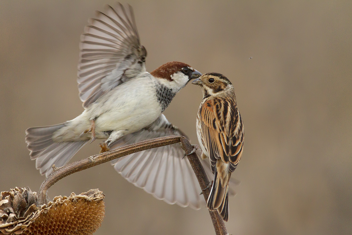 prove di cambiamento,canon 7d 600 f4 iso 640 t 1250-.nuvolos...