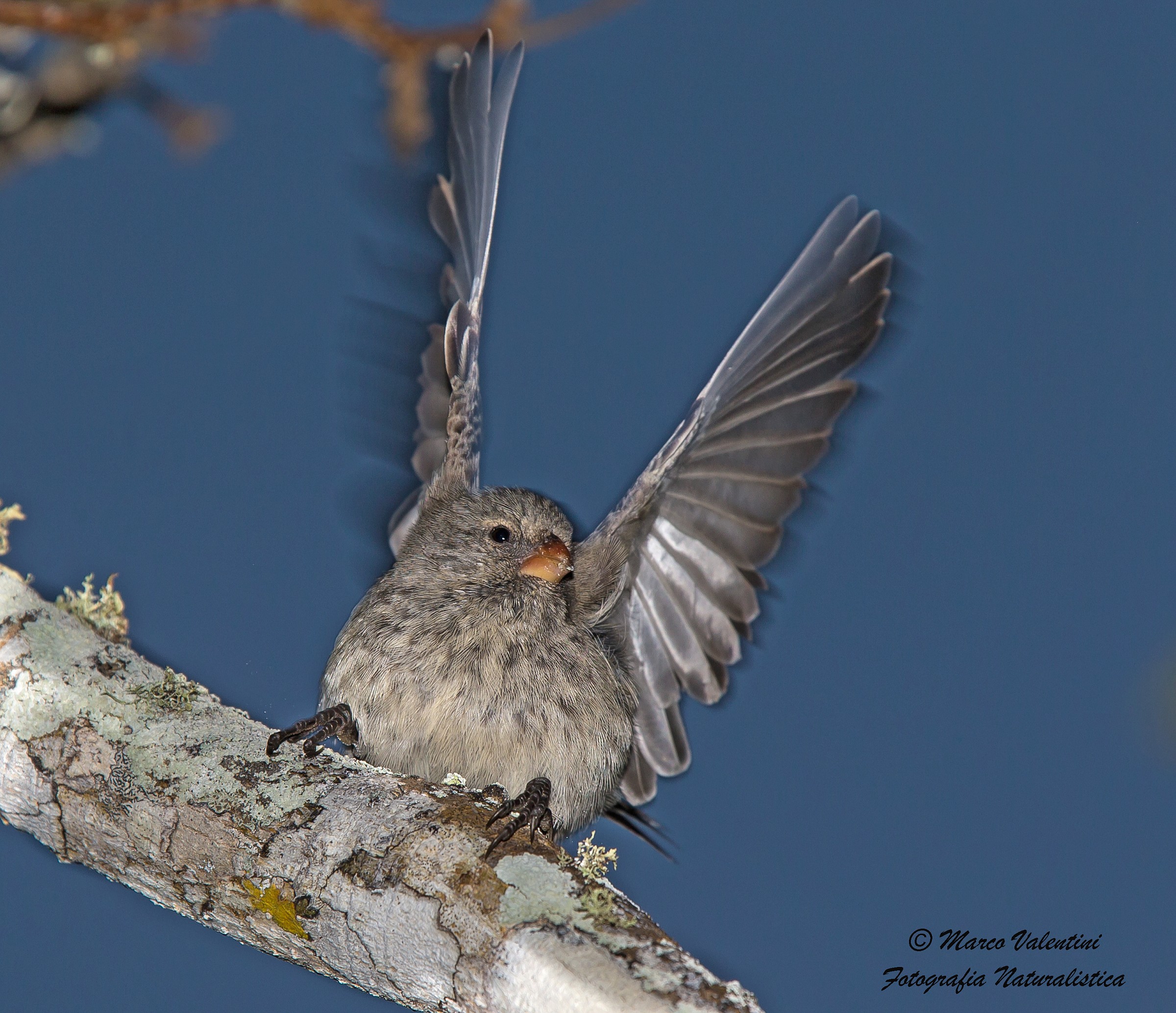 Evolutionary theory? I give up!