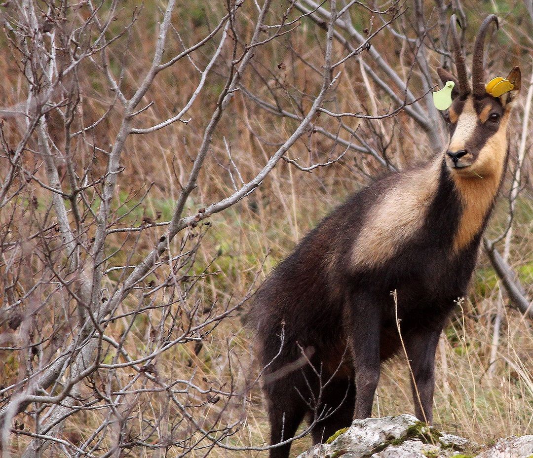 Camocscio the Apennines