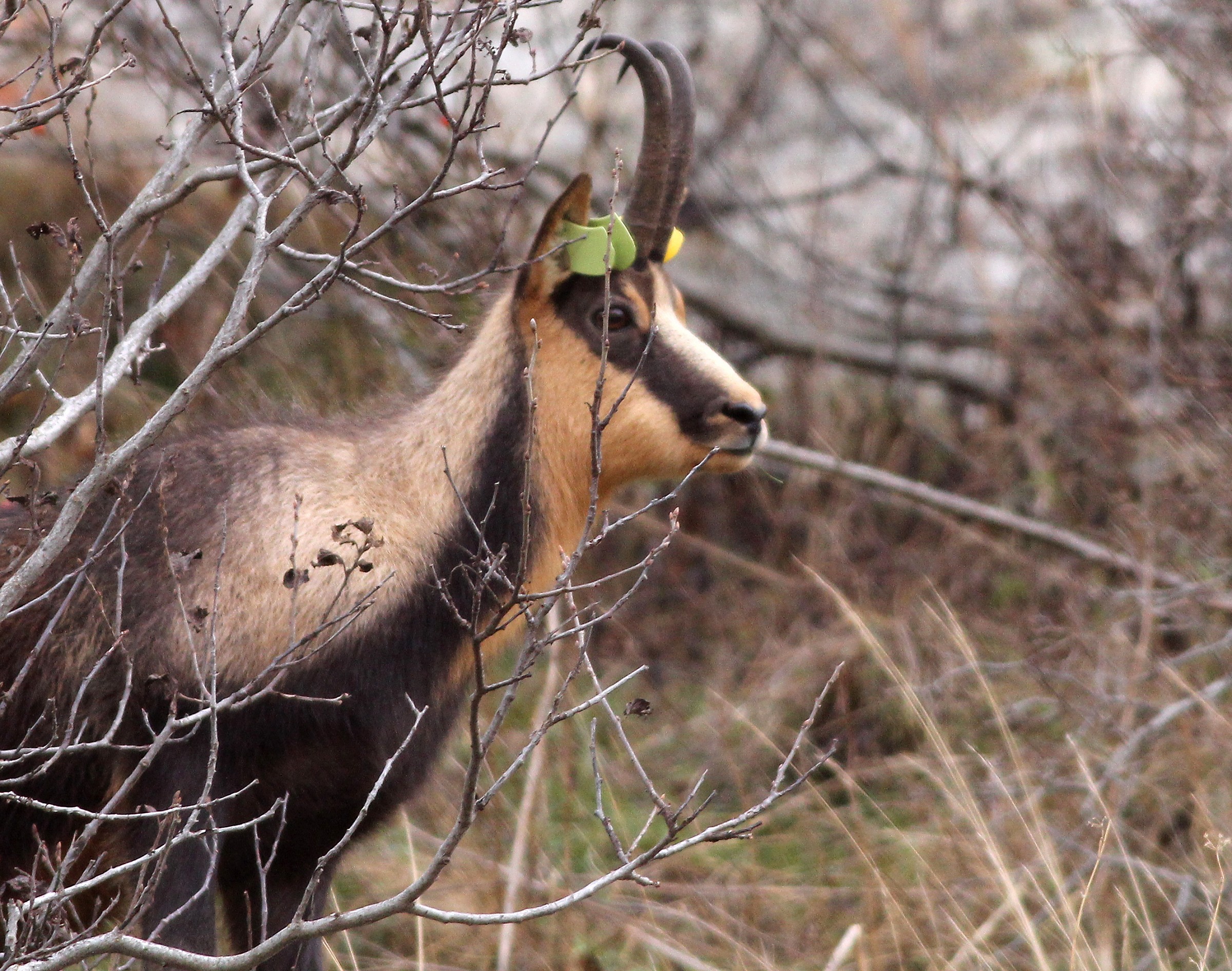 Apennine chamois park Sirente