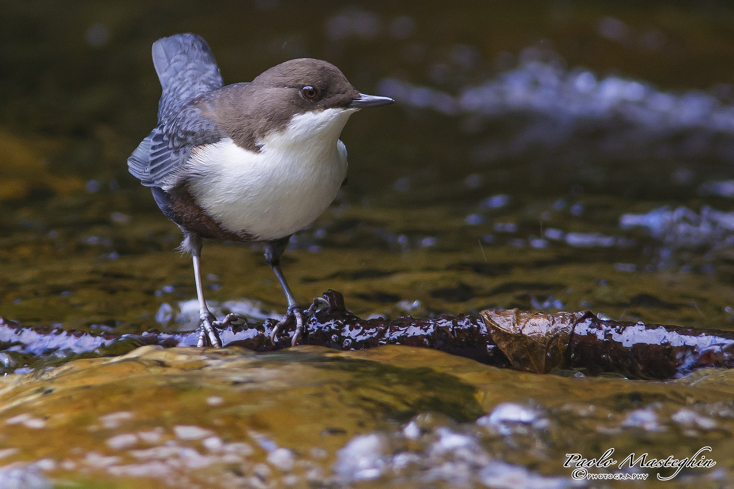 Il torrente la sua casa.....