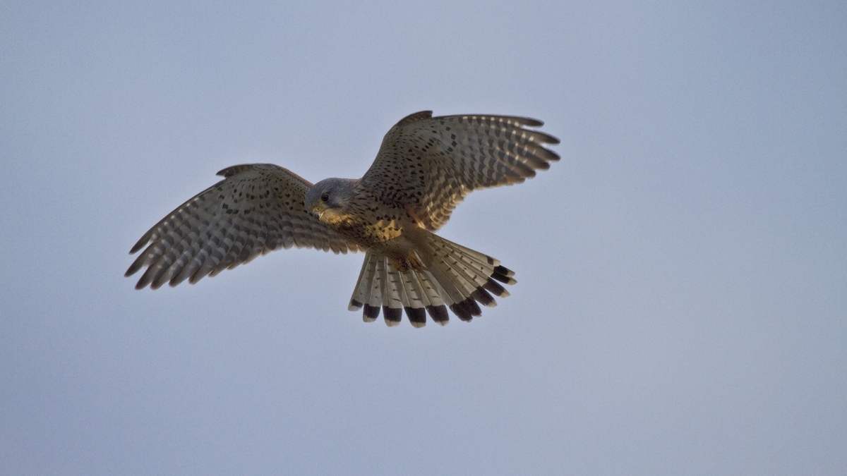 Gheppio Maschio in caccia