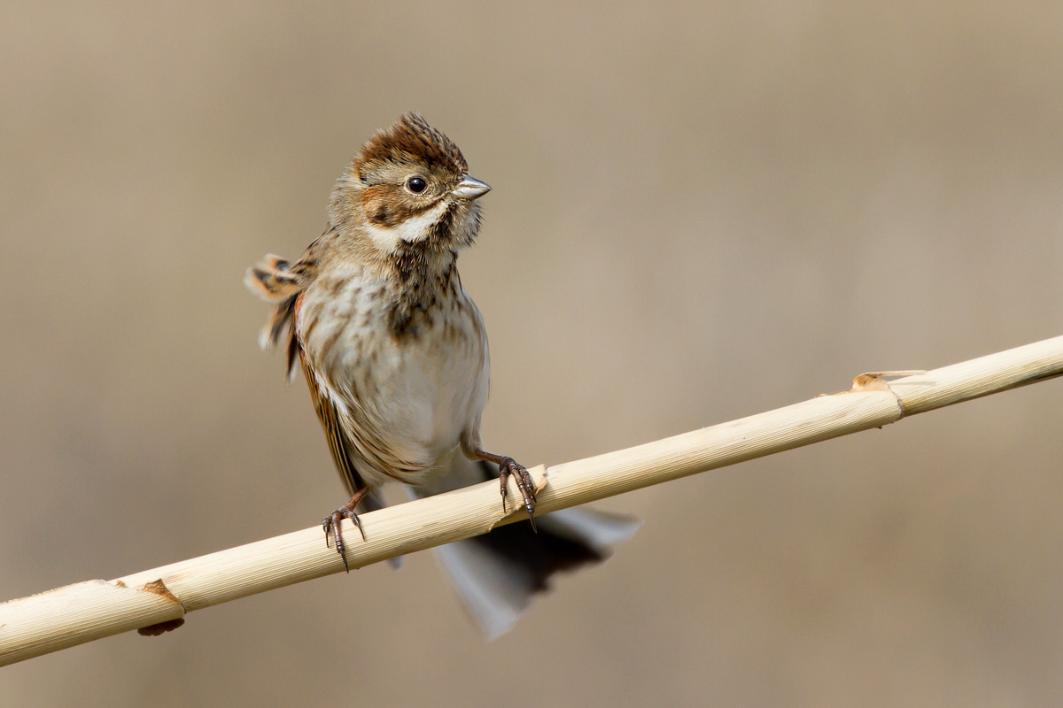 Migliarino di Palude - Canon 7D - Canon 500 mm. f. 4,5 L usm...