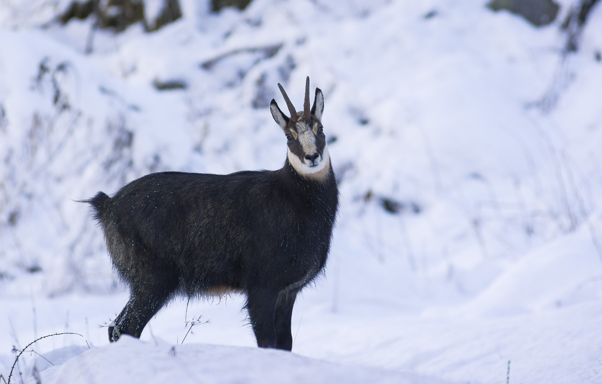 Chamois