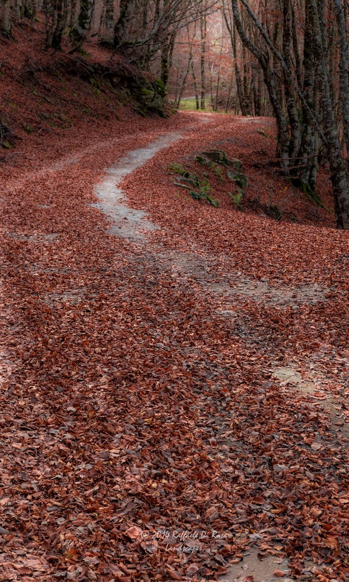 The road to the forest