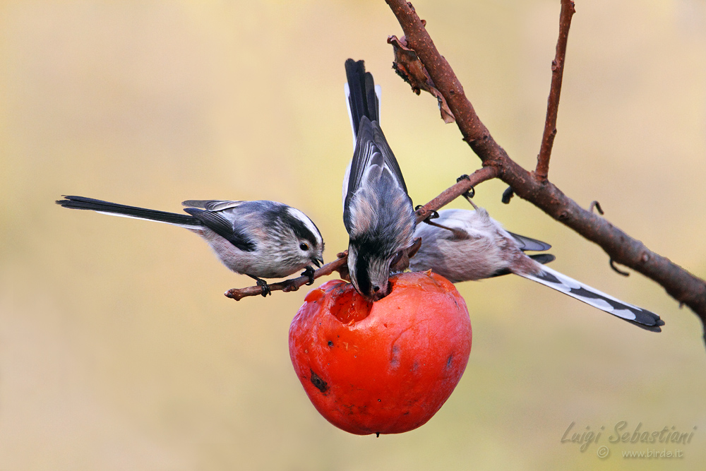 Trio of long-tailed tits